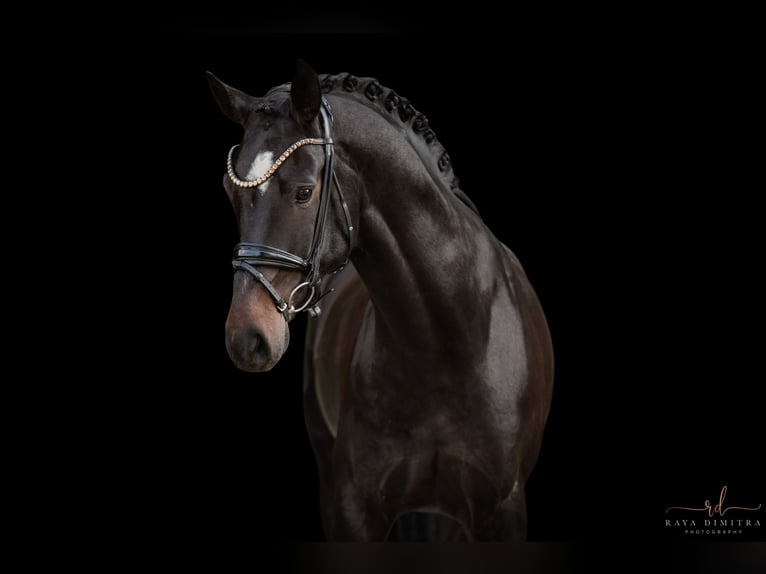 Österreichisches Warmblut Wallach 6 Jahre 165 cm Schwarzbrauner in Wehringen