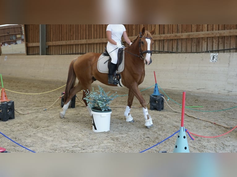 Österreichisches Warmblut Wallach 6 Jahre 167 cm Fuchs in St Veit An Der Gölsen