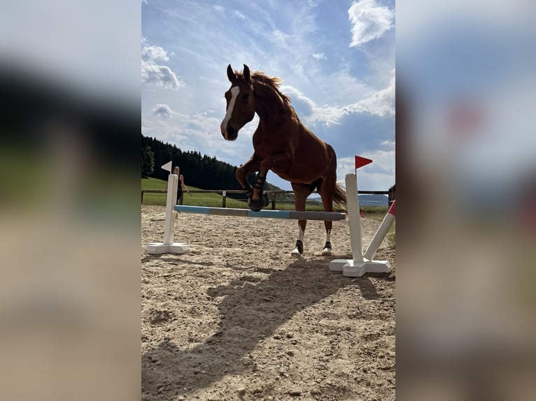 Österreichisches Warmblut Wallach 6 Jahre 167 cm Fuchs in St Veit An Der Gölsen