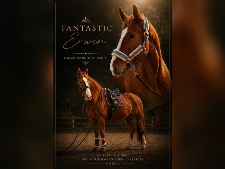 Österreichisches Warmblut Wallach 6 Jahre 167 cm Fuchs in St Veit An Der Gölsen