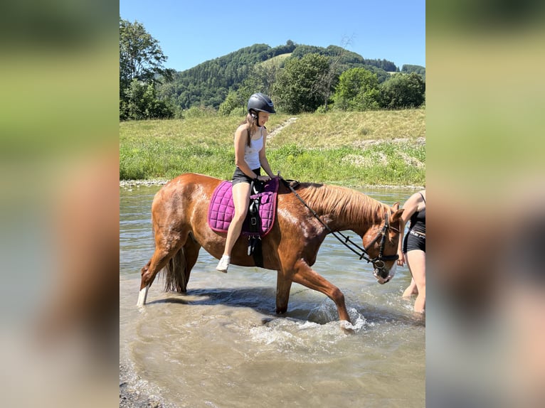 Österreichisches Warmblut Wallach 6 Jahre 167 cm Fuchs in St Veit An Der Gölsen
