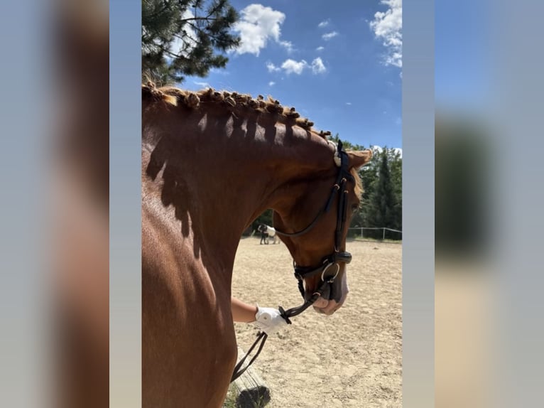 Österreichisches Warmblut Wallach 6 Jahre 167 cm Fuchs in St Veit An Der Gölsen