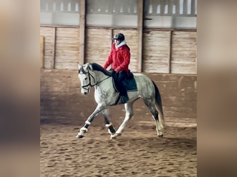 Österreichisches Warmblut Wallach 6 Jahre 167 cm Schimmel in Pelmberg