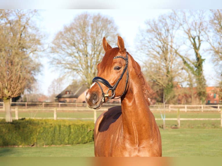 Österreichisches Warmblut Wallach 6 Jahre 168 cm Fuchs in Haftenkamp
