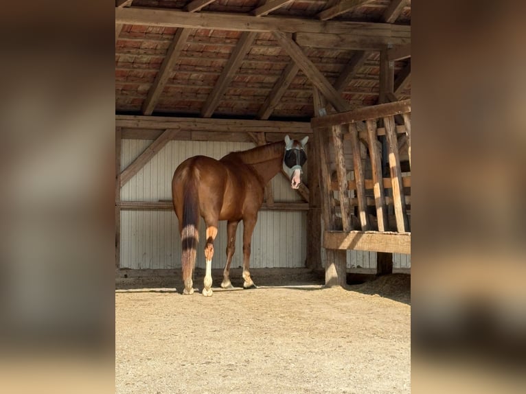 Österreichisches Warmblut Wallach 6 Jahre 168 cm Fuchs in St. Veit an der Gölsen