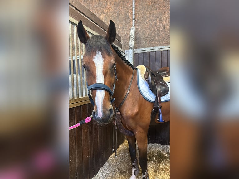 Österreichisches Warmblut Wallach 6 Jahre 169 cm Brauner in Linz