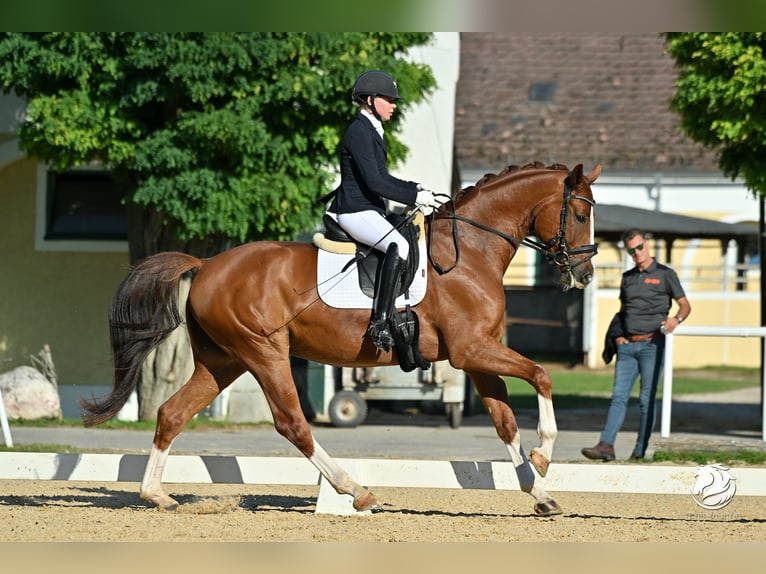 Österreichisches Warmblut Wallach 6 Jahre 170 cm Fuchs in Schaftal