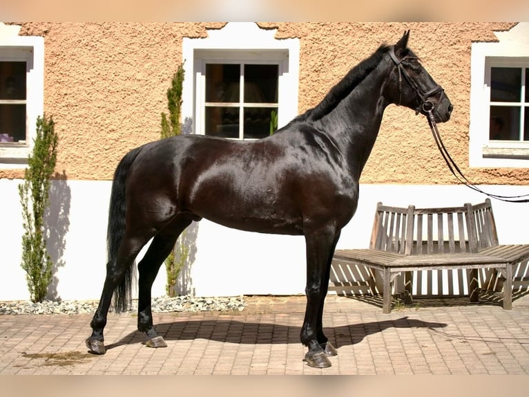 Österreichisches Warmblut Wallach 6 Jahre 170 cm Rappe in Tangern