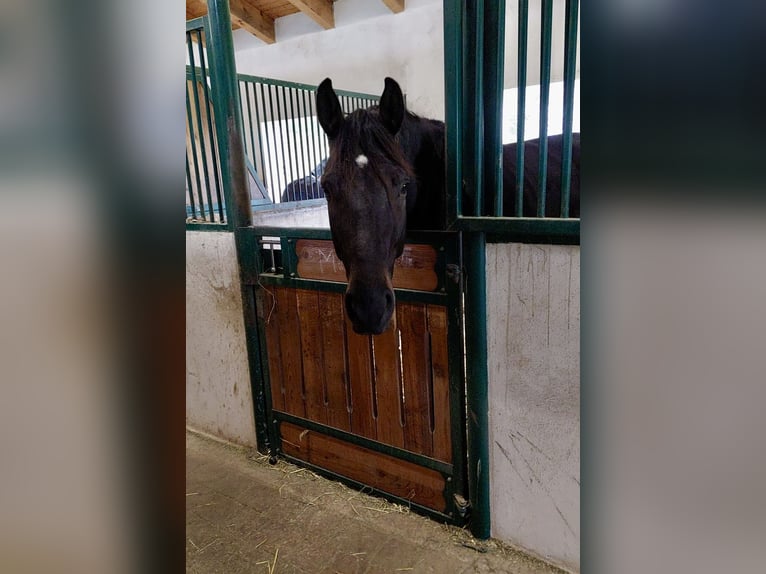 Österreichisches Warmblut Wallach 6 Jahre 172 cm Dunkelbrauner in St. Pölten