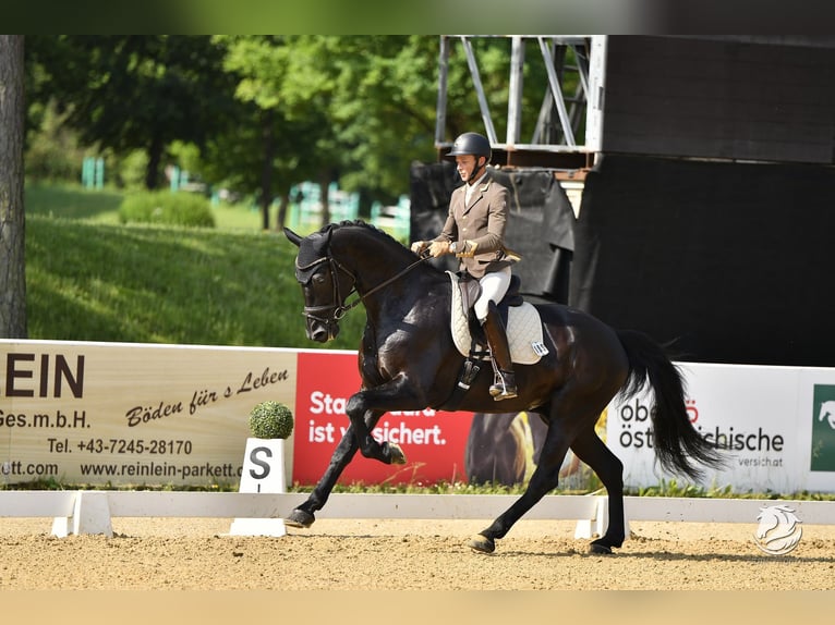 Österreichisches Warmblut Wallach 6 Jahre 172 cm Rappe in Bad Kleinkirchheim
