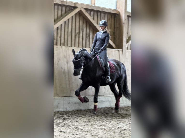 Österreichisches Warmblut Wallach 6 Jahre 173 cm Rappe in Bad Kleinkirchheim