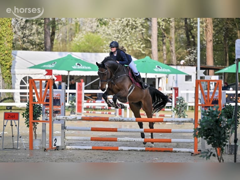 Österreichisches Warmblut Wallach 6 Jahre 175 cm Brauner in Schlins