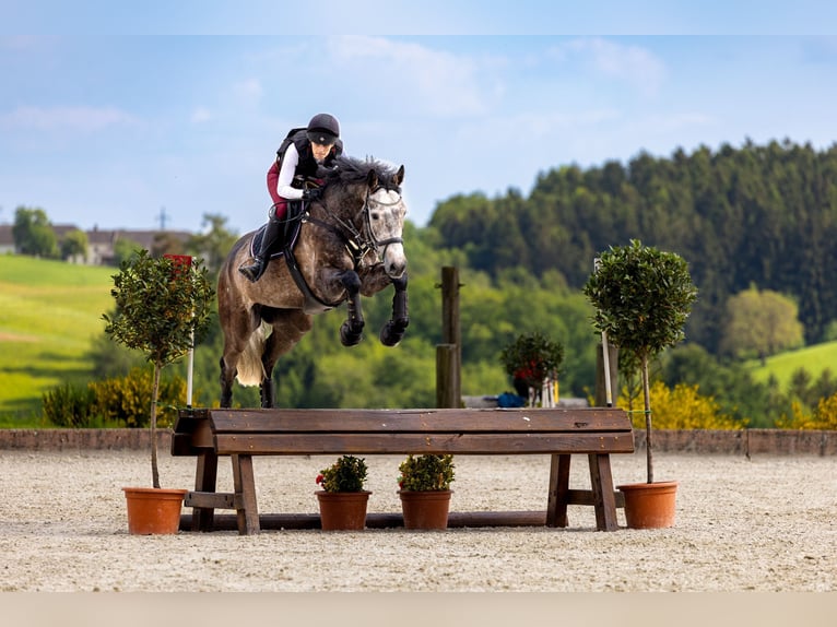 Österreichisches Warmblut Wallach 6 Jahre 175 cm Kann Schimmel werden in Steinakirchen am Forst