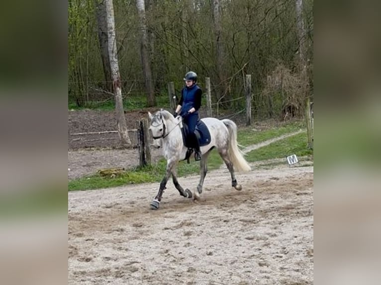 Österreichisches Warmblut Wallach 7 Jahre 160 cm Schimmel in Neuaigen