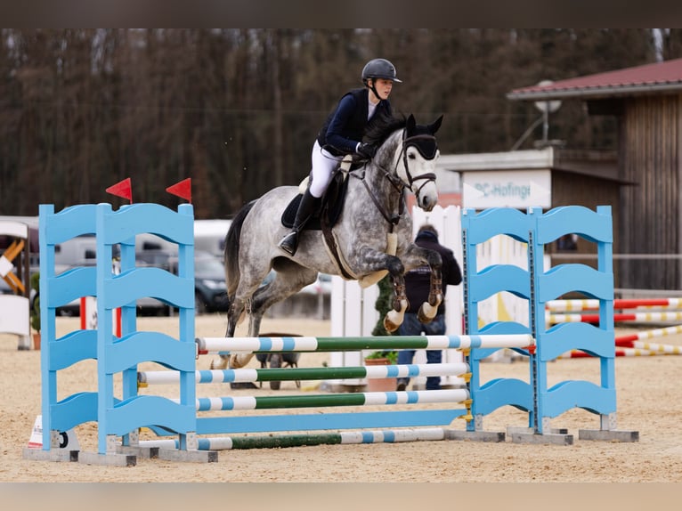 Österreichisches Warmblut Wallach 7 Jahre 165 cm Apfelschimmel in Mühlheim am Inn