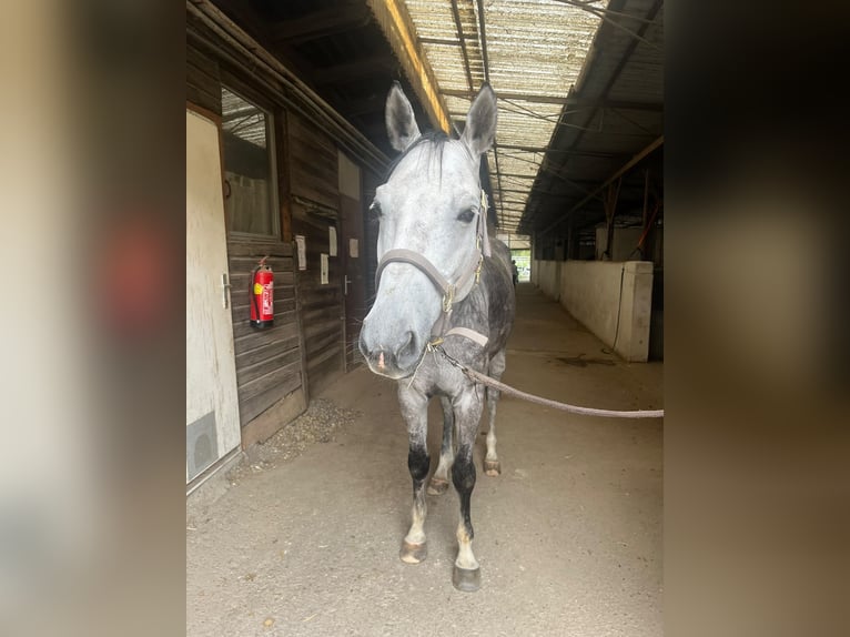 Österreichisches Warmblut Wallach 7 Jahre 165 cm  in Wien, Donaustadt