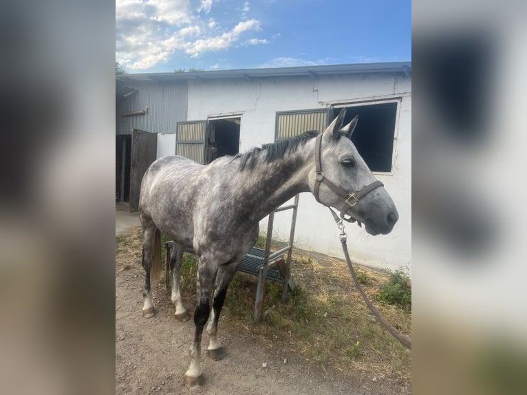 Österreichisches Warmblut Wallach 7 Jahre 165 cm  in Wien, Donaustadt
