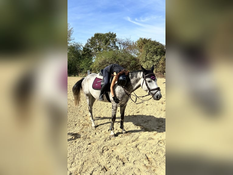 Österreichisches Warmblut Wallach 7 Jahre 165 cm  in Wien, Donaustadt