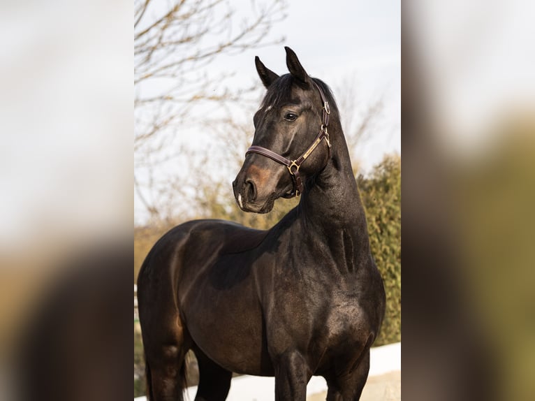 Österreichisches Warmblut Wallach 7 Jahre 165 cm Schwarzbrauner in Kaltenleutgeben