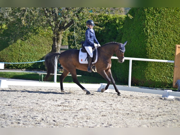 Österreichisches Warmblut Wallach 7 Jahre 168 cm Brauner in Abtenau