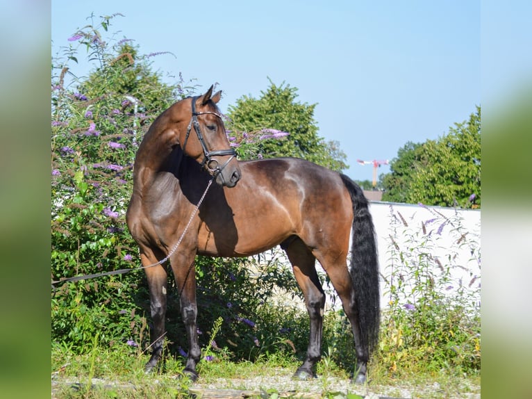 Österreichisches Warmblut Wallach 7 Jahre 168 cm Brauner in Lochau