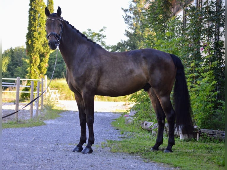 Österreichisches Warmblut Wallach 7 Jahre 168 cm Brauner in Lochau