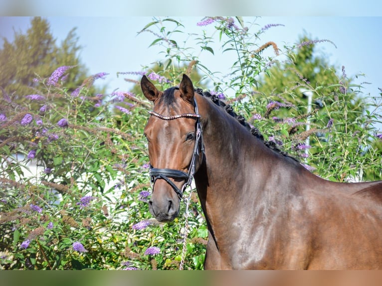 Österreichisches Warmblut Wallach 7 Jahre 168 cm Brauner in Lochau