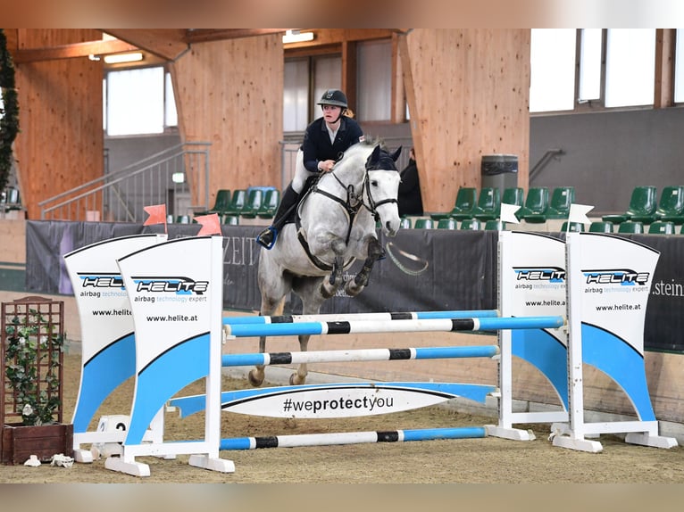 Österreichisches Warmblut Wallach 7 Jahre 168 cm Rappschimmel in Stattegg