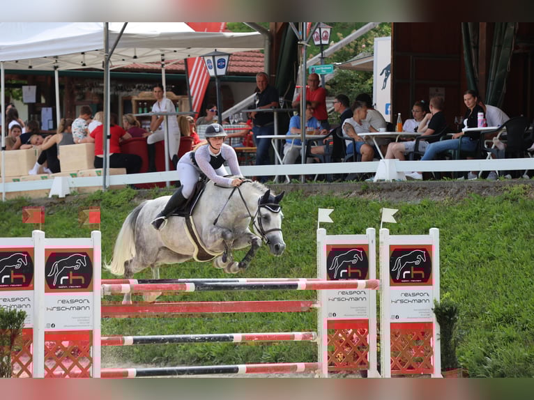 Österreichisches Warmblut Wallach 7 Jahre 168 cm Rappschimmel in Stattegg