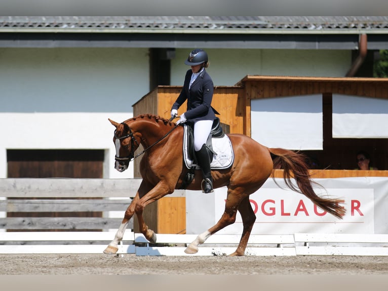 Österreichisches Warmblut Wallach 7 Jahre 171 cm Fuchs in Lamprechtshausen