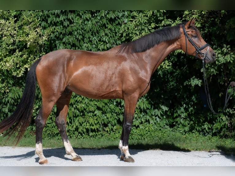 Österreichisches Warmblut Wallach 7 Jahre 172 cm Brauner in V&#xF6;cklabruck