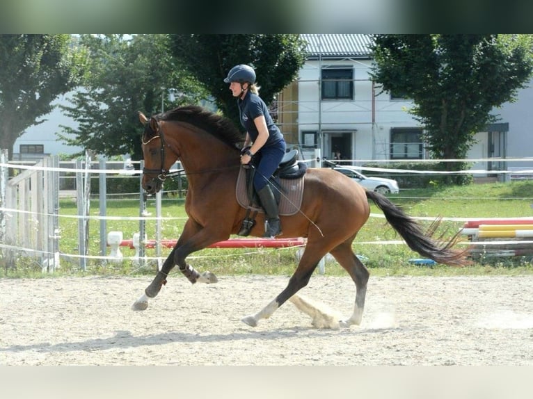 Österreichisches Warmblut Wallach 7 Jahre 172 cm Brauner in V&#xF6;cklabruck