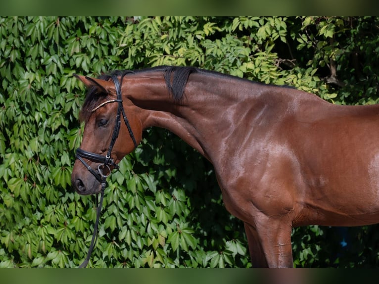 Österreichisches Warmblut Wallach 7 Jahre 172 cm Brauner in V&#xF6;cklabruck