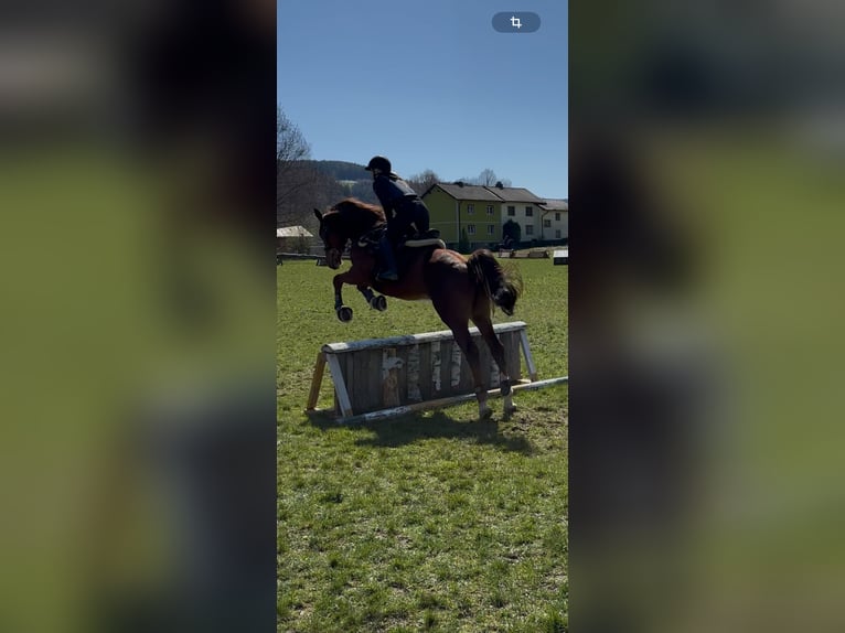 Österreichisches Warmblut Wallach 7 Jahre 173 cm Fuchs in K&#xF6;nigsberg