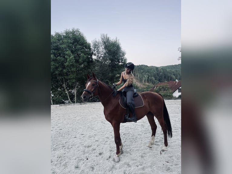 Österreichisches Warmblut Wallach 7 Jahre 173 cm Fuchs in K&#xF6;nigsberg
