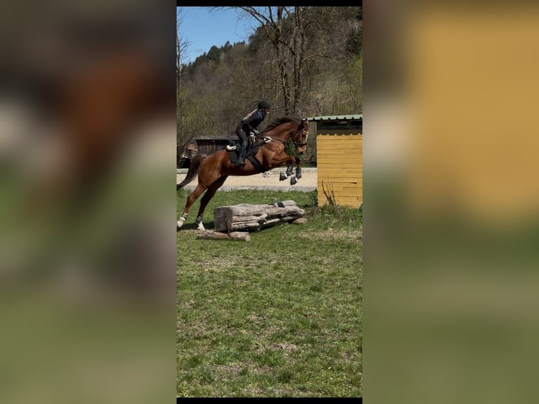 Österreichisches Warmblut Wallach 7 Jahre 173 cm Fuchs in K&#xF6;nigsberg