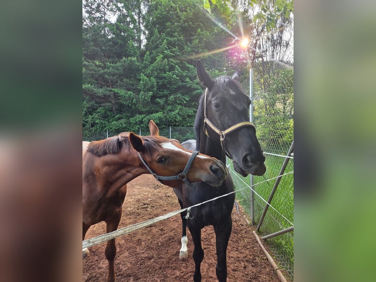 Österreichisches Warmblut Wallach 7 Jahre 175 cm Fuchs in Aspang