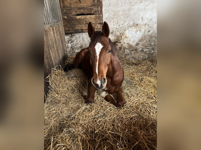 Österreichisches Warmblut Wallach 7 Jahre 175 cm Fuchs in Aspang