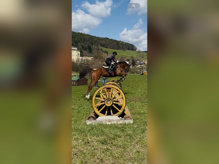 Österreichisches Warmblut Wallach 7 Jahre 175 cm Fuchs in Aspang