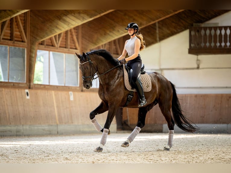 Österreichisches Warmblut Wallach 7 Jahre 176 cm Rappe in Zolling