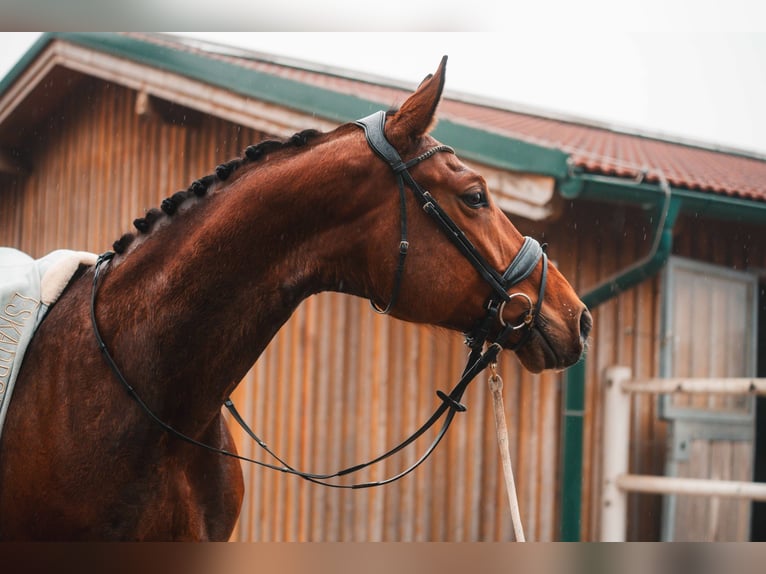 Österreichisches Warmblut Wallach 7 Jahre 178 cm Brauner in St.-P&#xF6;lten