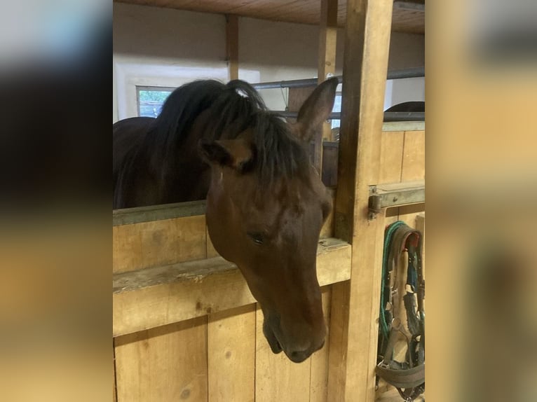 Österreichisches Warmblut Wallach 8 Jahre 152 cm Brauner in Hauzenberg