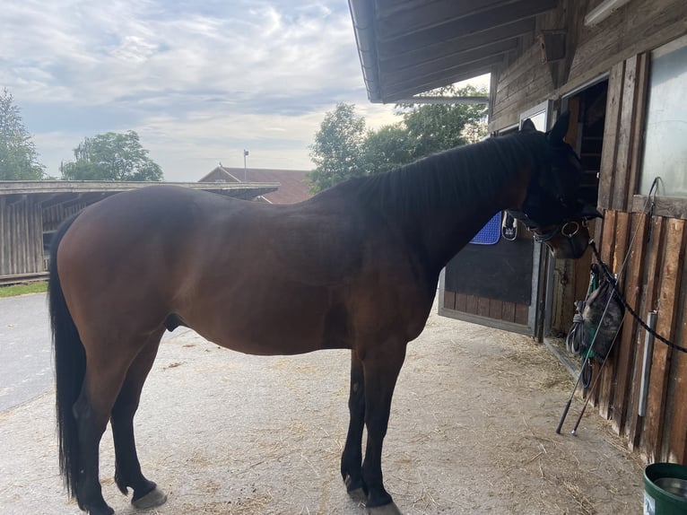 Österreichisches Warmblut Wallach 8 Jahre 152 cm Brauner in Hauzenberg