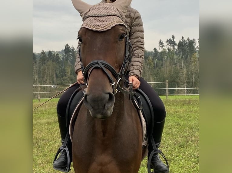 Österreichisches Warmblut Wallach 8 Jahre 152 cm Brauner in Hauzenberg