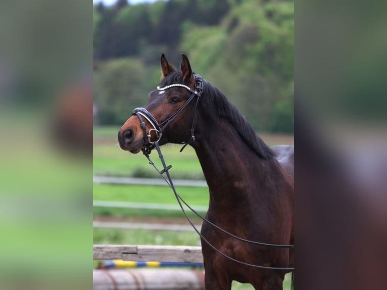 Österreichisches Warmblut Wallach 8 Jahre 163 cm Brauner in Passail