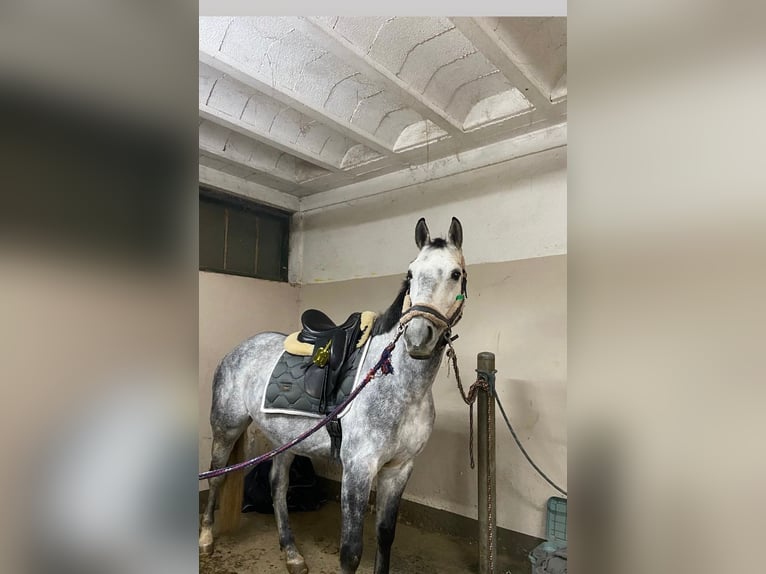 Österreichisches Warmblut Wallach 8 Jahre 164 cm Apfelschimmel in Zeiselmauer