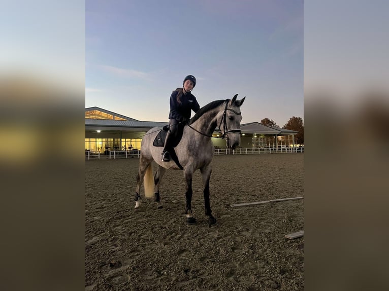 Österreichisches Warmblut Wallach 8 Jahre 164 cm Apfelschimmel in Zeiselmauer