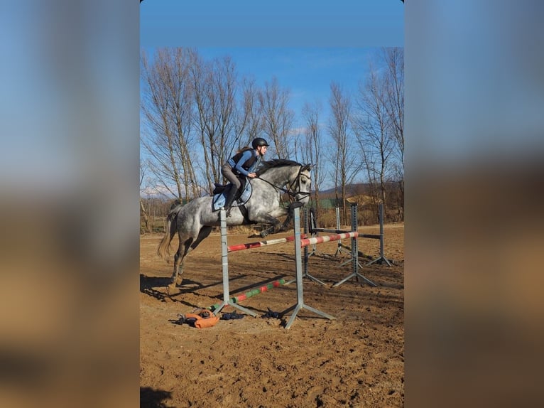 Österreichisches Warmblut Wallach 8 Jahre 164 cm Apfelschimmel in Zeiselmauer