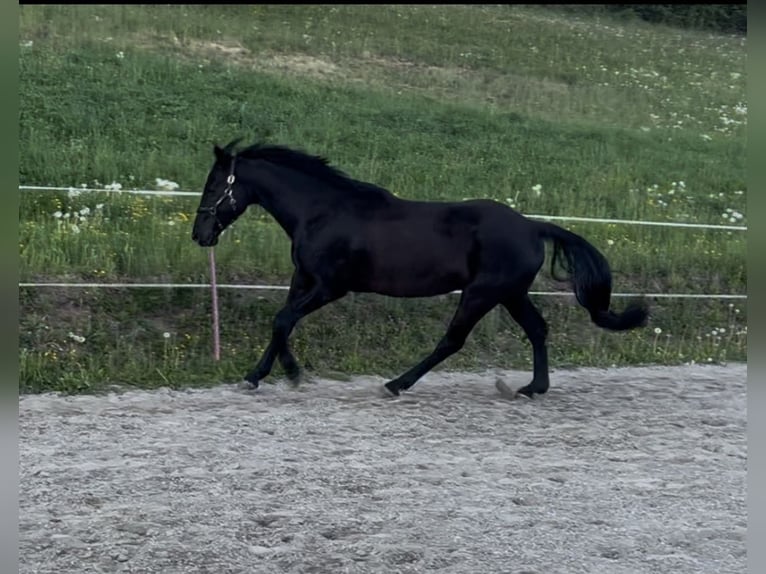 Österreichisches Warmblut Wallach 8 Jahre 167 cm Rappe in Moosburg