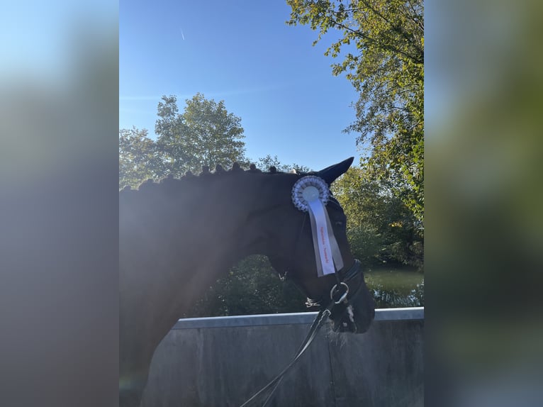 Österreichisches Warmblut Wallach 8 Jahre 168 cm Brauner in Abtenau